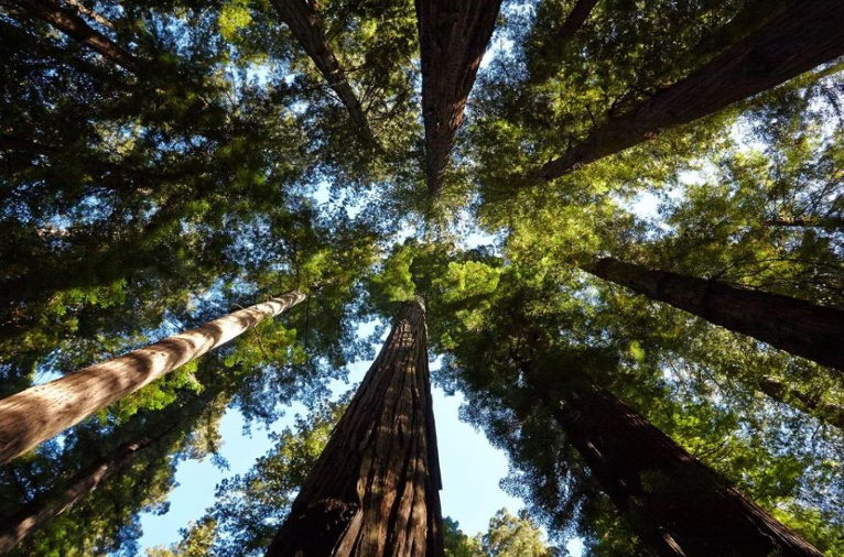 trees