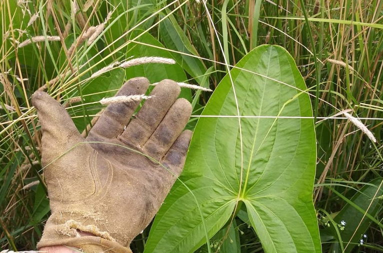 Wapato leaves