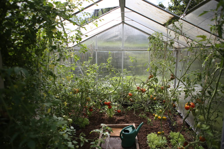 Tomatoes