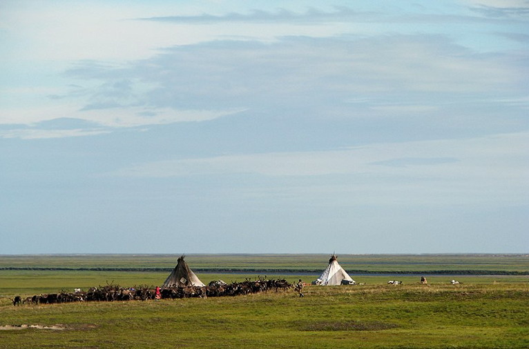 Sami reindeer herders