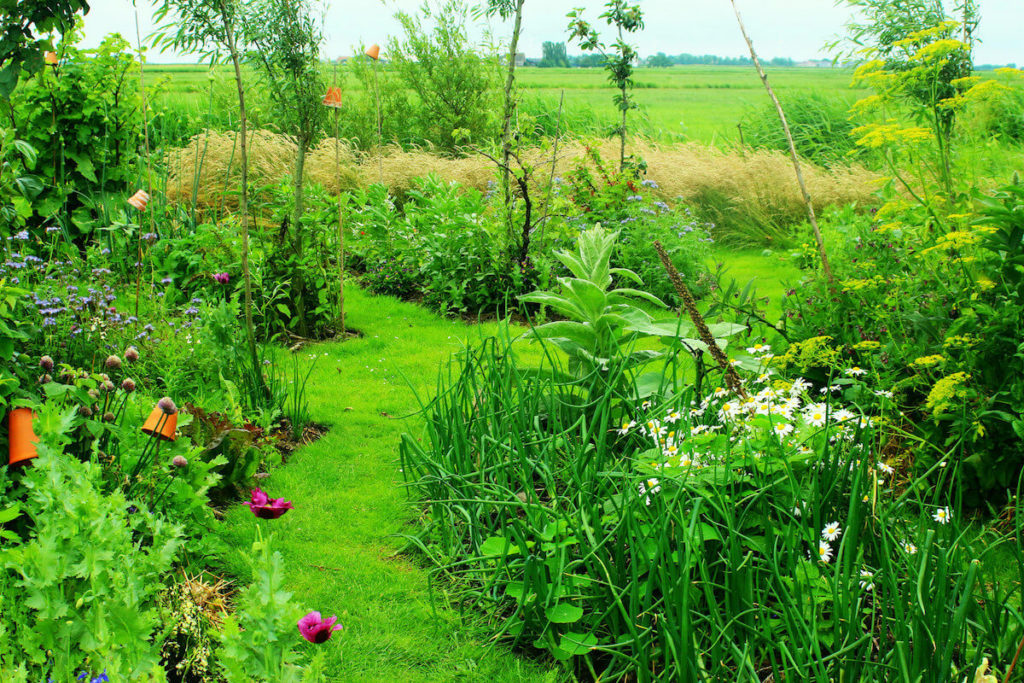 Permaculture garden
