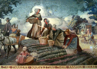 Shakers harvesting