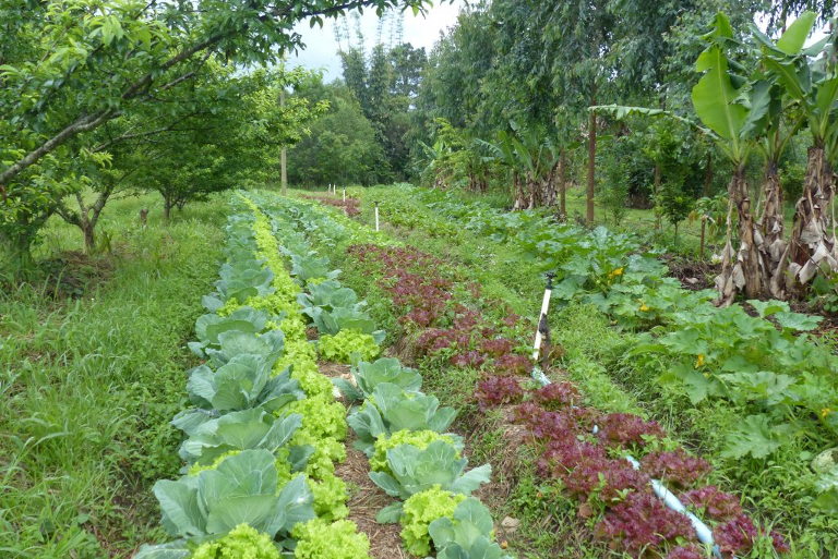 Agroecological farming Brazil