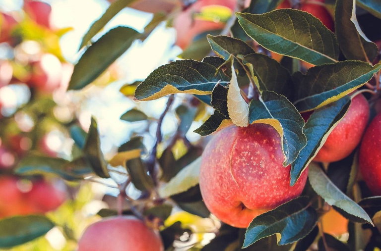 apples