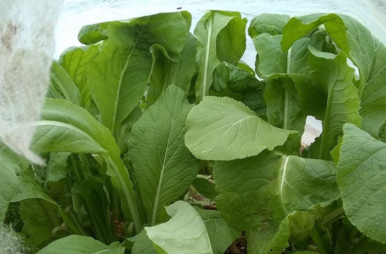 greens