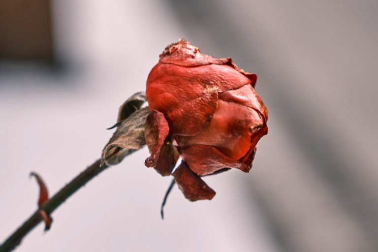 Grief