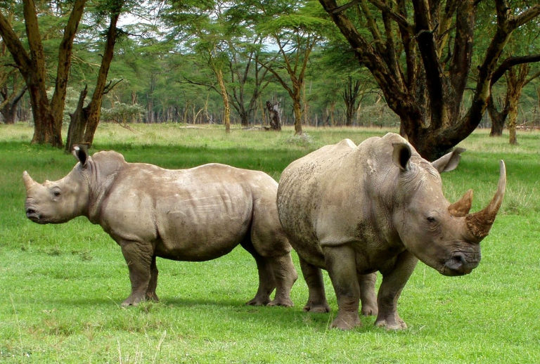 Save the RINOS