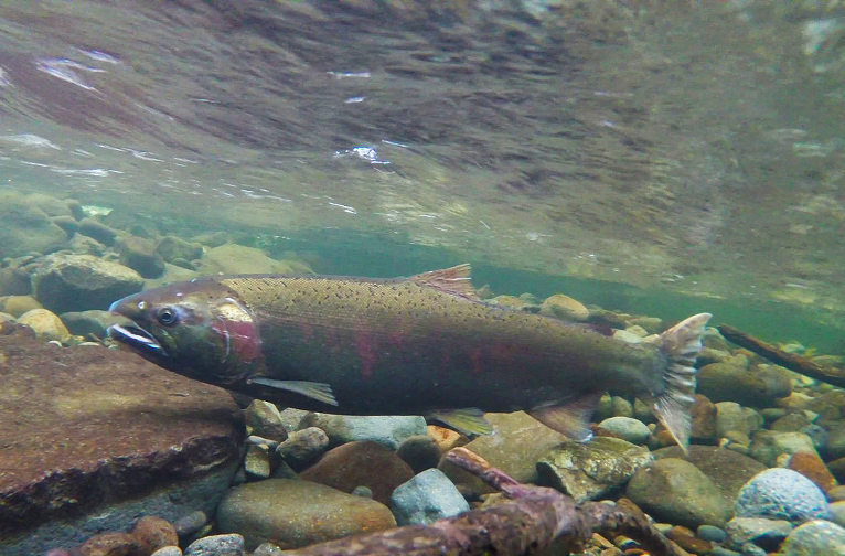 salmon