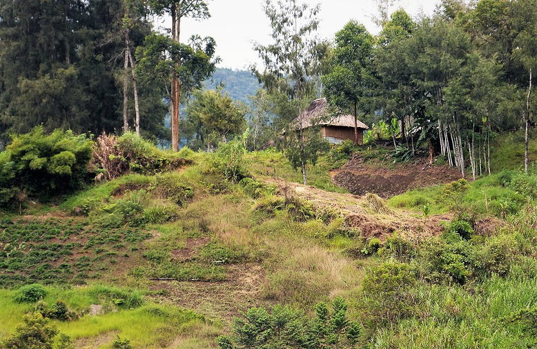 garden