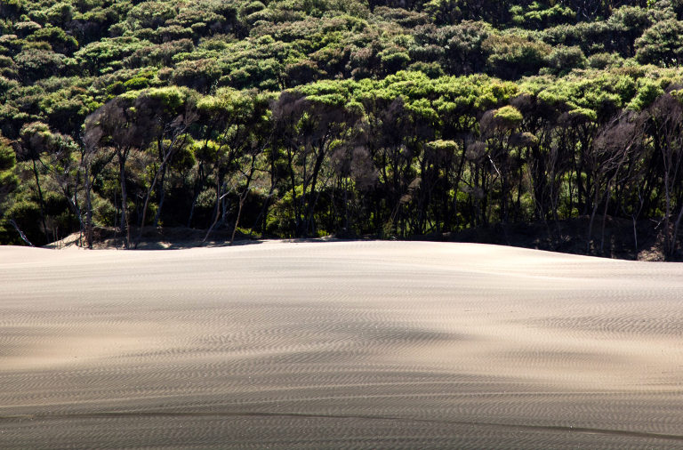manuka forest