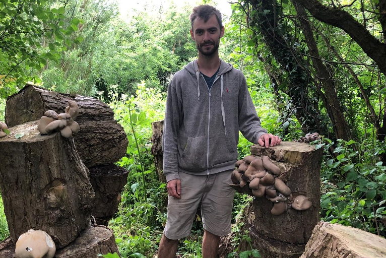 Oyster mushrooms