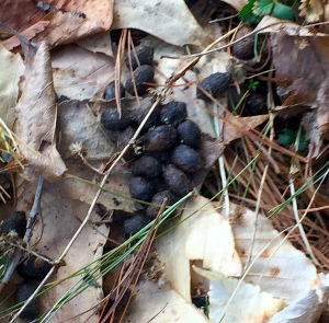 deerpoo