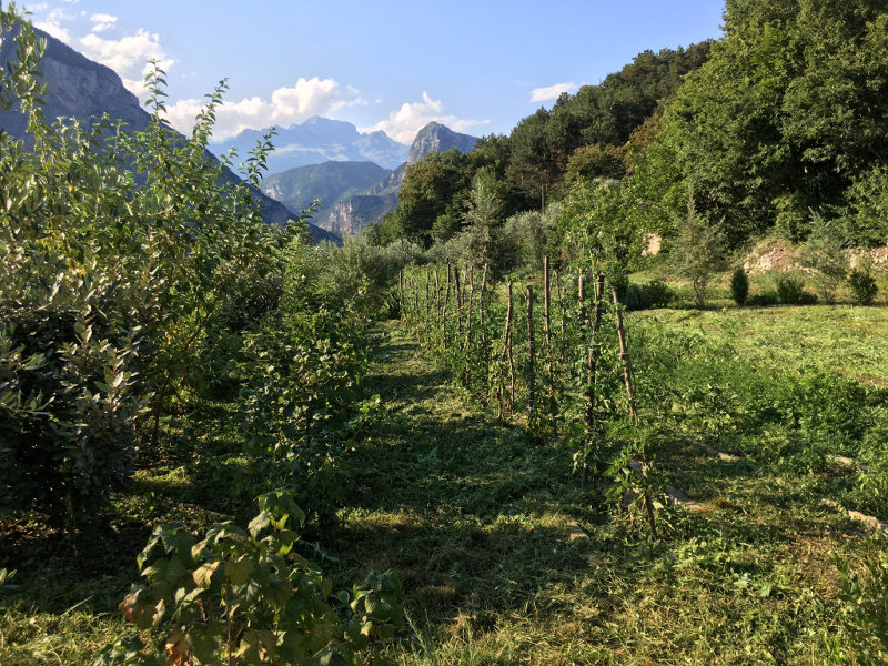 crops growing in valley