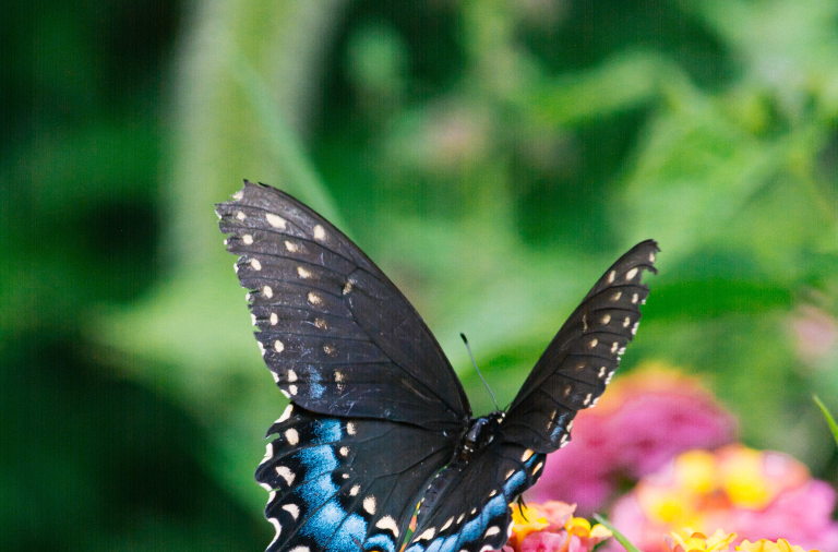 butterfly