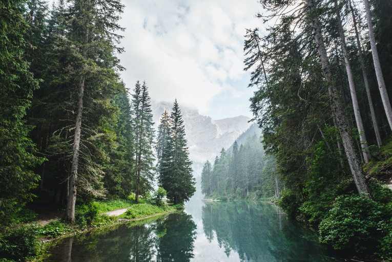 forest