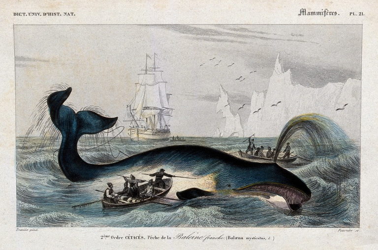 spearing whale
