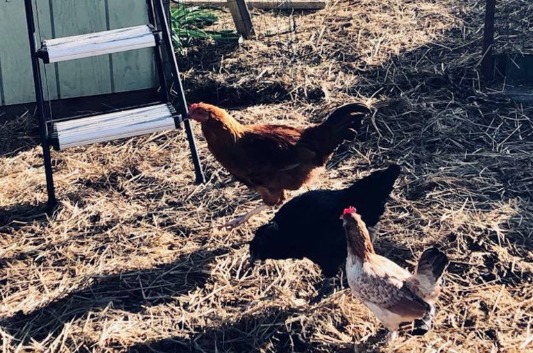 chickens