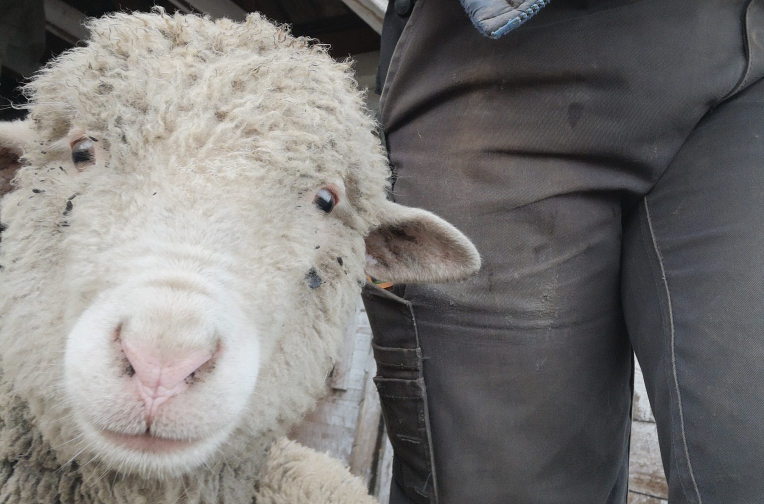 sheep