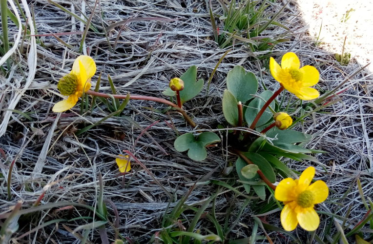 spring in thacker pass