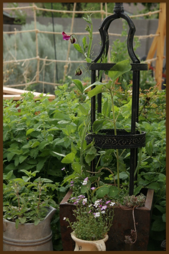 sweet peas