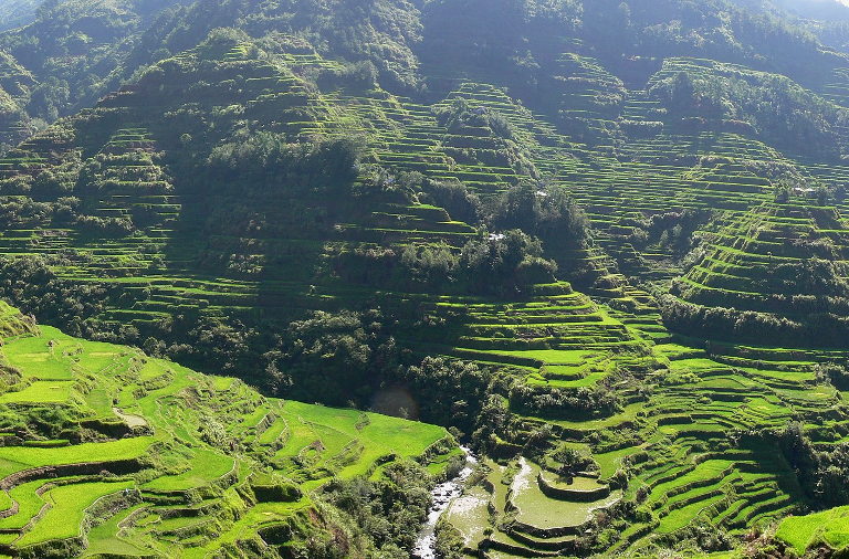 rice paddies