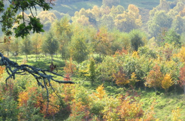 agroforestry