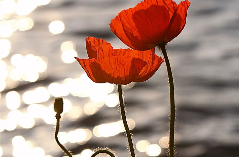 poppies
