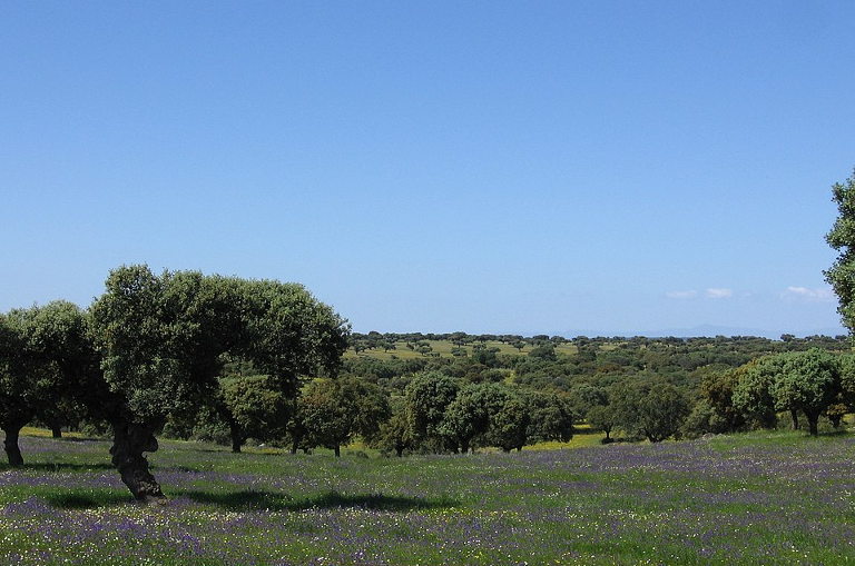 Dehesa