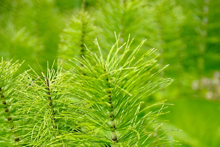 real green growth