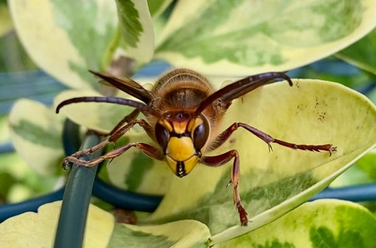 wasp