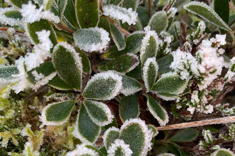 frosted plants