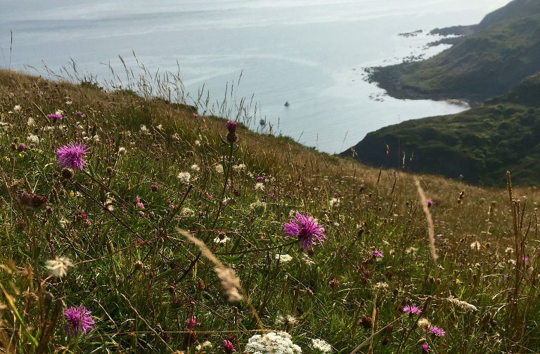 wildflower meadow