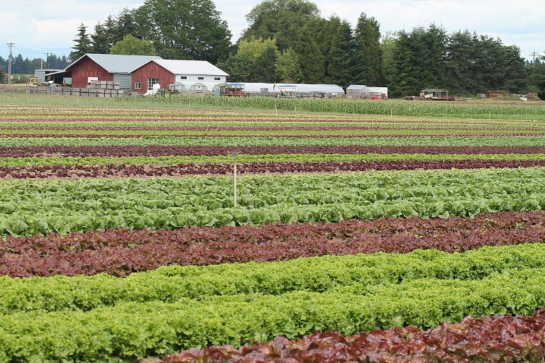 Mustard Seed Farm CSA