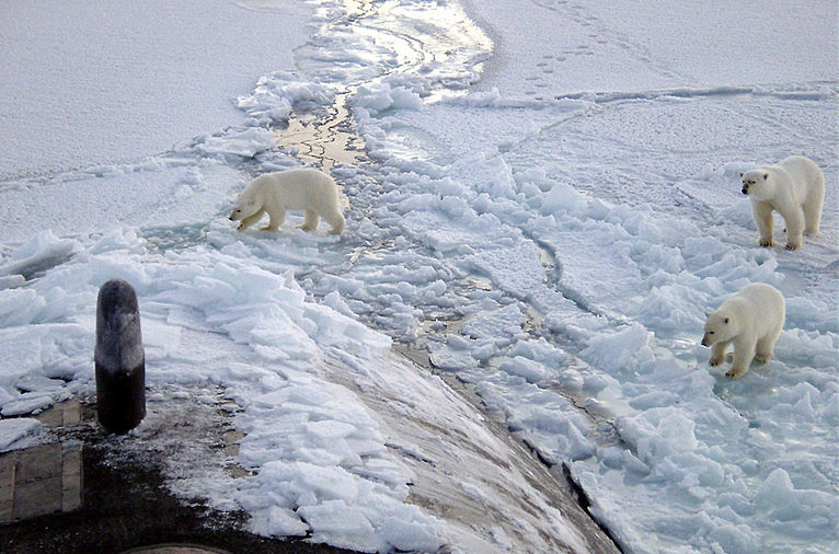 polar bears