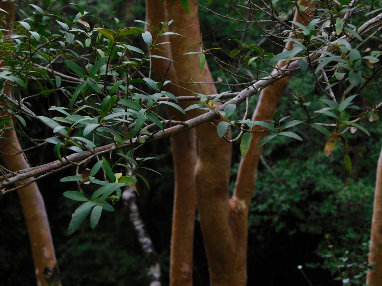 Lake Budi wetlands
