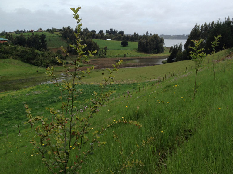 Lake Budi wetlands