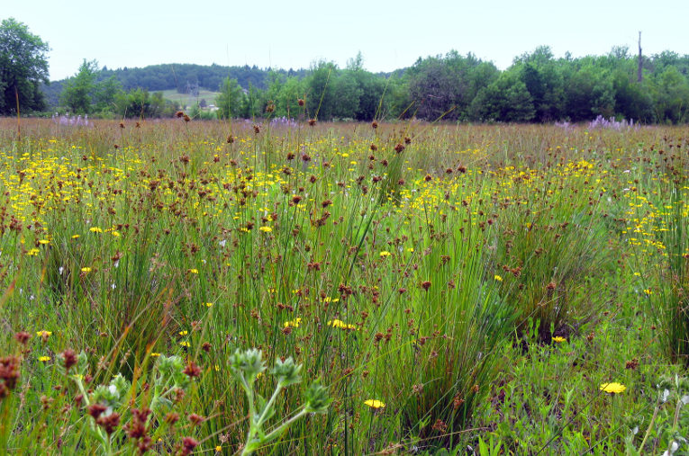 Restored prairie ecosystem