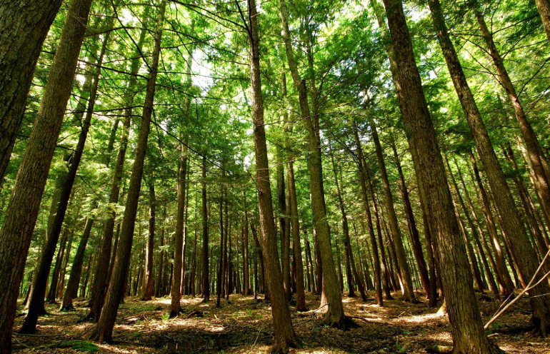 hemlocks