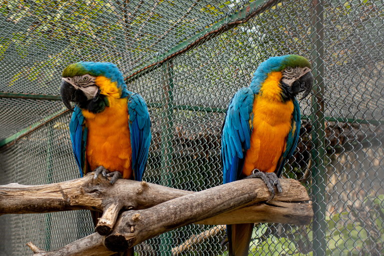 parrots in conflict