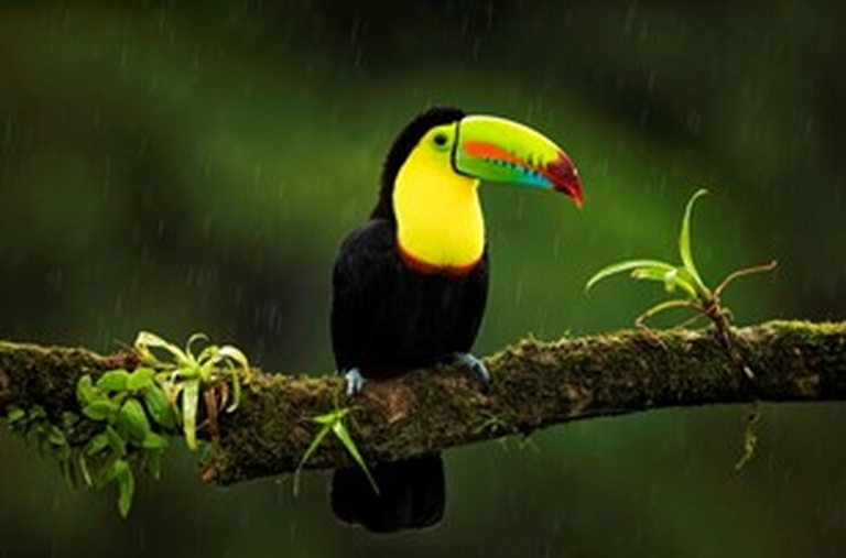 macaw