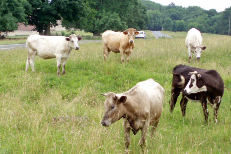 cows on the commons