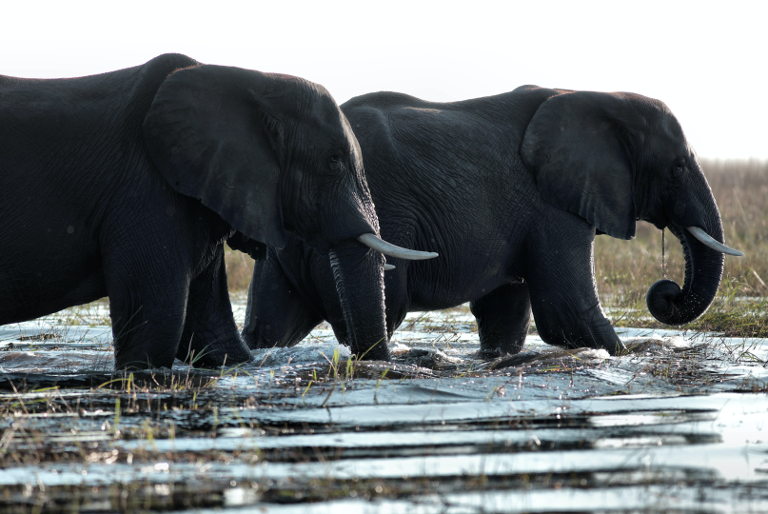 black elephants