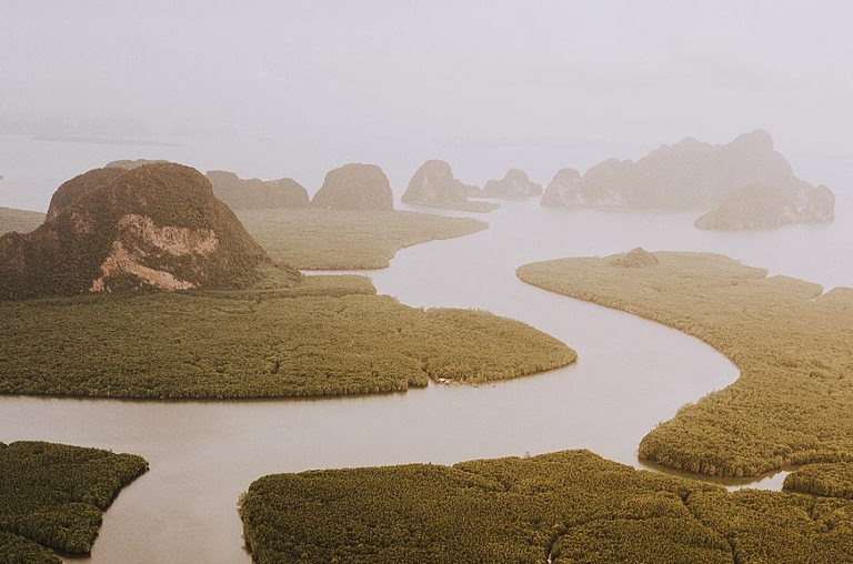 mangrove forests