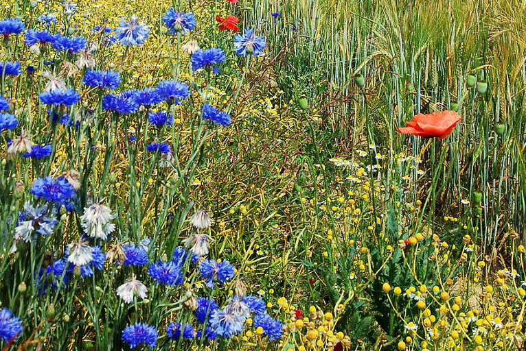 regenerative agriculture