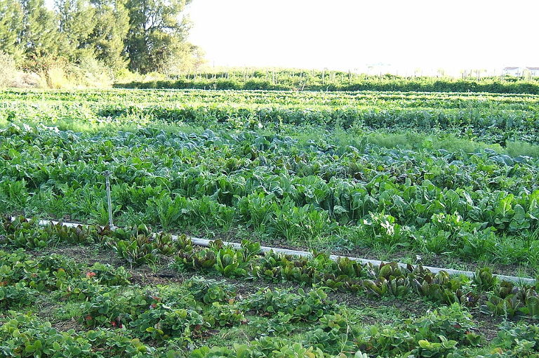 Organic farming