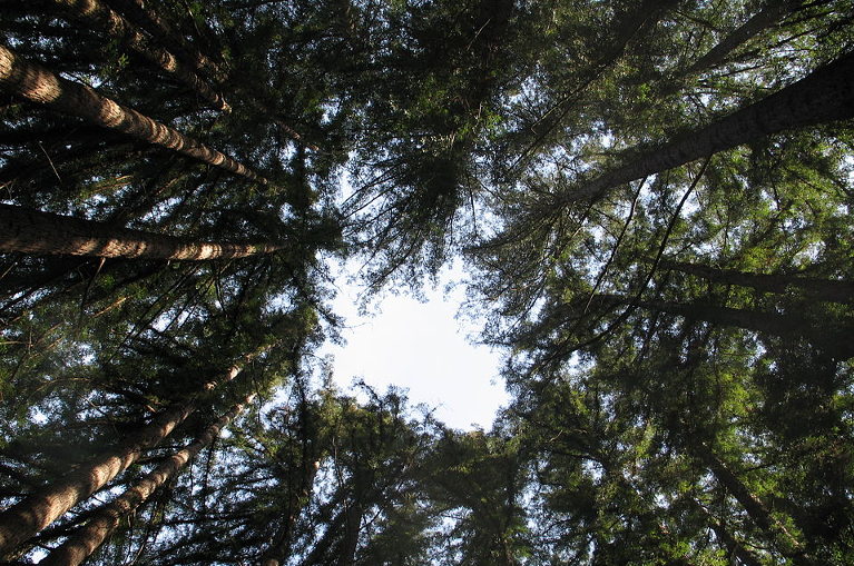 Redwood trees