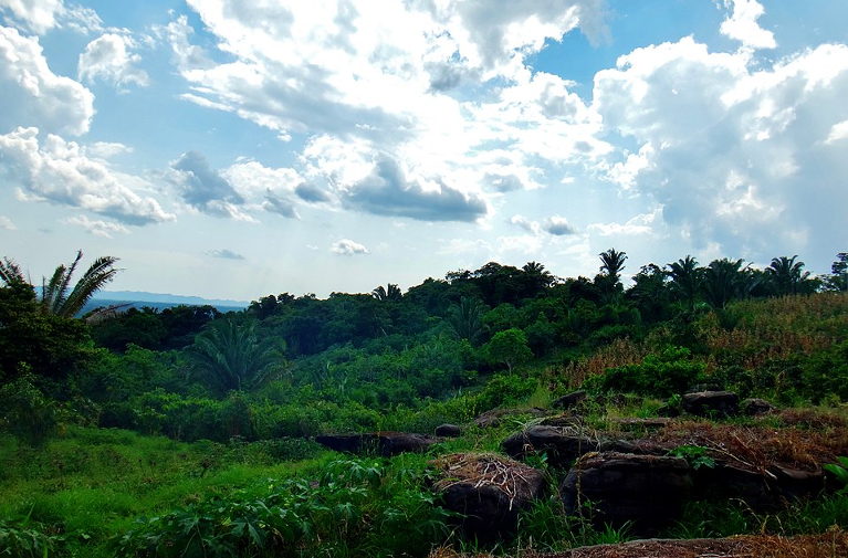 Agroecological chocolate farm