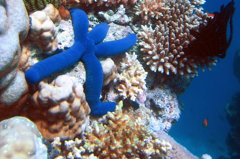 marine systems