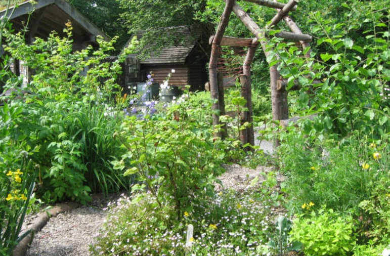 CAT forest garden