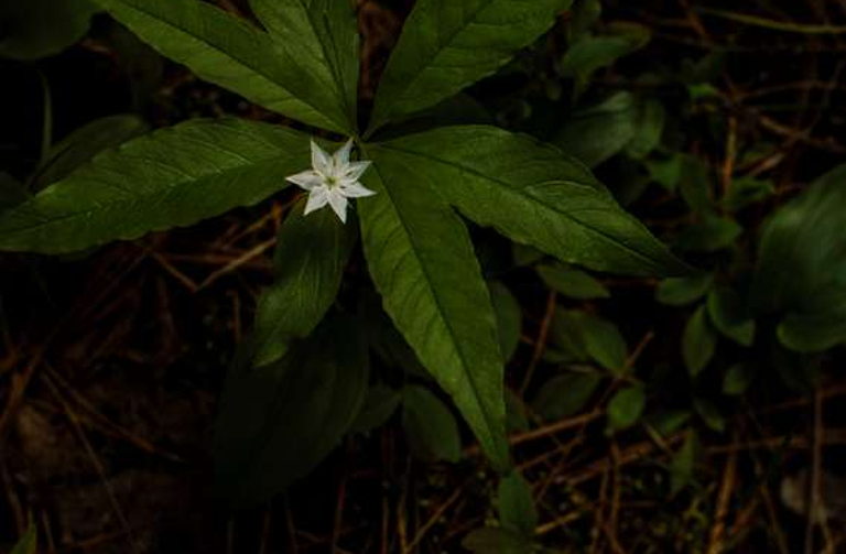 North Star